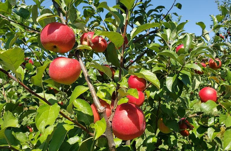 crimsoncrisp apples